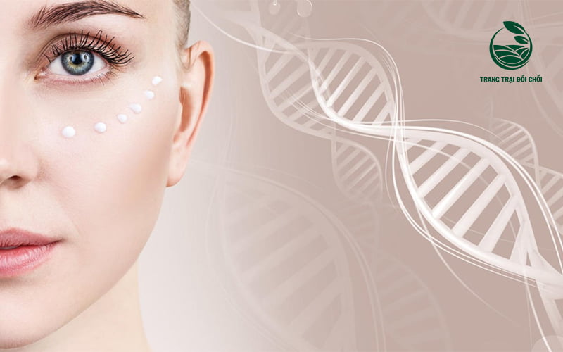 Vitamin A và vitamin C trong dưa lưới có nhiệm vụ hỗ trợ làn da sản xuất collagen