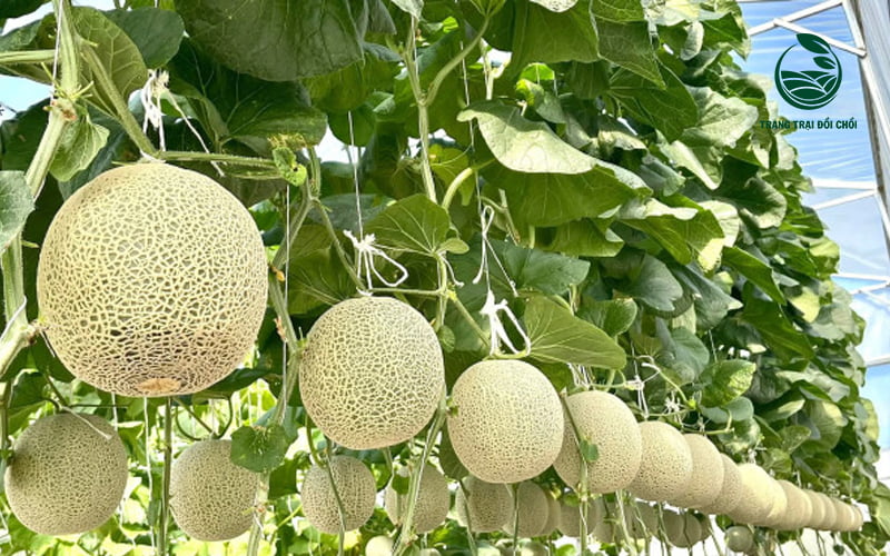 Tất cả các loại dưa lưới tại Đồi Chồi đều đạt tiêu chuẩn VIETGAP