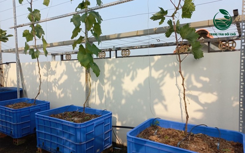 Cách trồng nho đơn giản ngay tại nhà chỉ với 4 bước