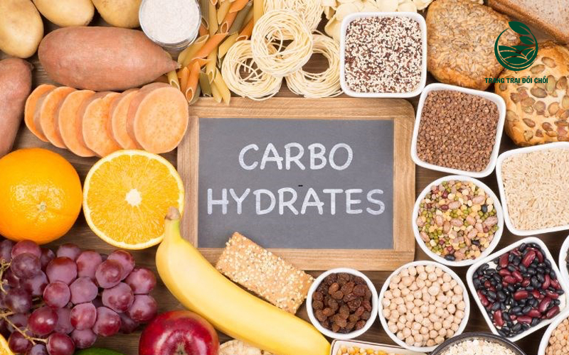 Quá tải carbohydrate là nguyên nhân chính gây ra bệnh tim mạch, tiểu đường 