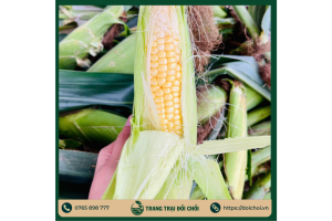 🌽 NGÔ NGỌT ĐỒI CHỒI – TƯƠI NGON, NGỌT LỊM, 100% HỮU CƠ! 🌿